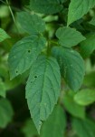 Cayratia gracilis