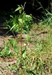 Corchorus olitorius
