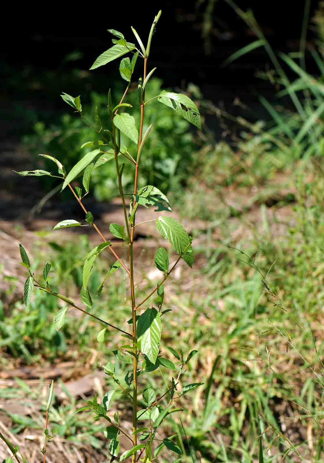 Corchorus olitorius