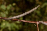 Corchorus olitorius