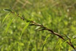 Corchorus olitorius