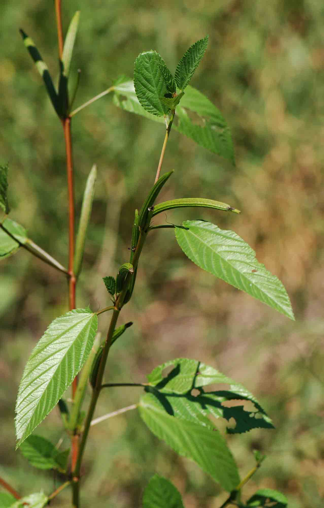 Corchorus olitorius