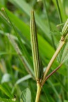 Corchorus olitorius
