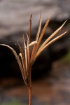 Corchorus olitorius