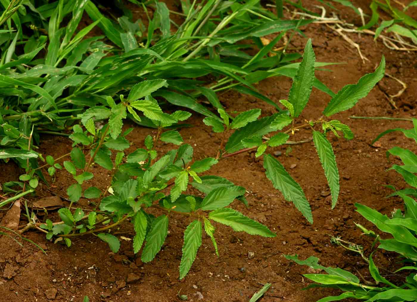 Corchorus tridens