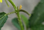 Corchorus tridens
