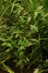 Corchorus tridens