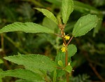Corchorus tridens