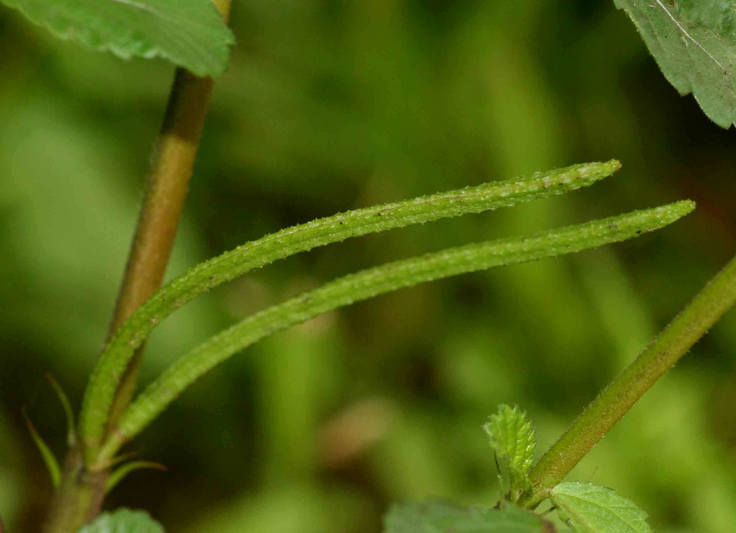 Corchorus trilocularis