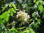 Sparrmannia ricinocarpa