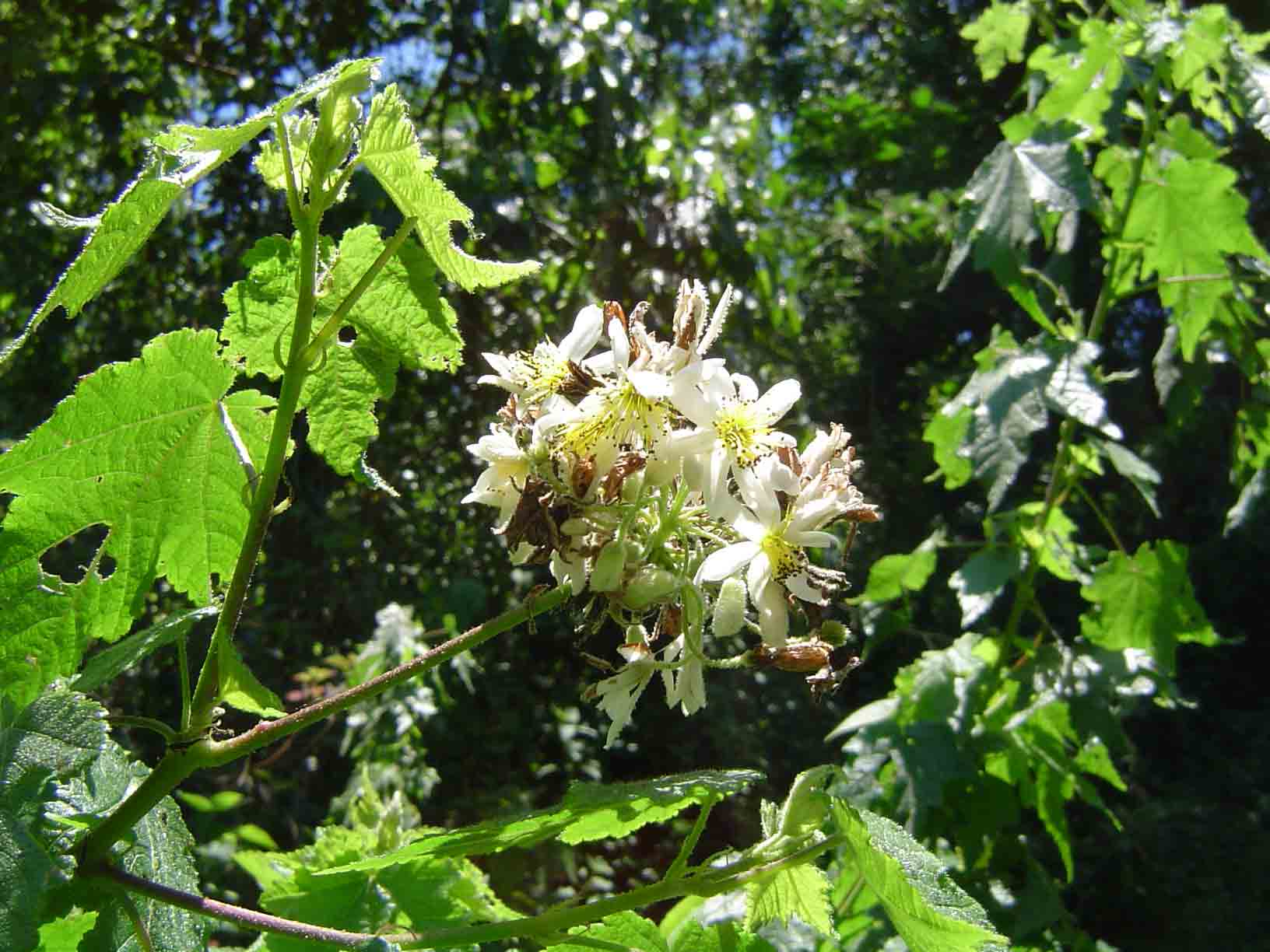 Sparrmannia ricinocarpa