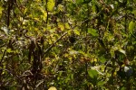 Sparrmannia ricinocarpa