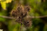Sparrmannia ricinocarpa