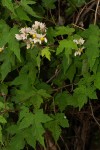 Sparrmannia ricinocarpa