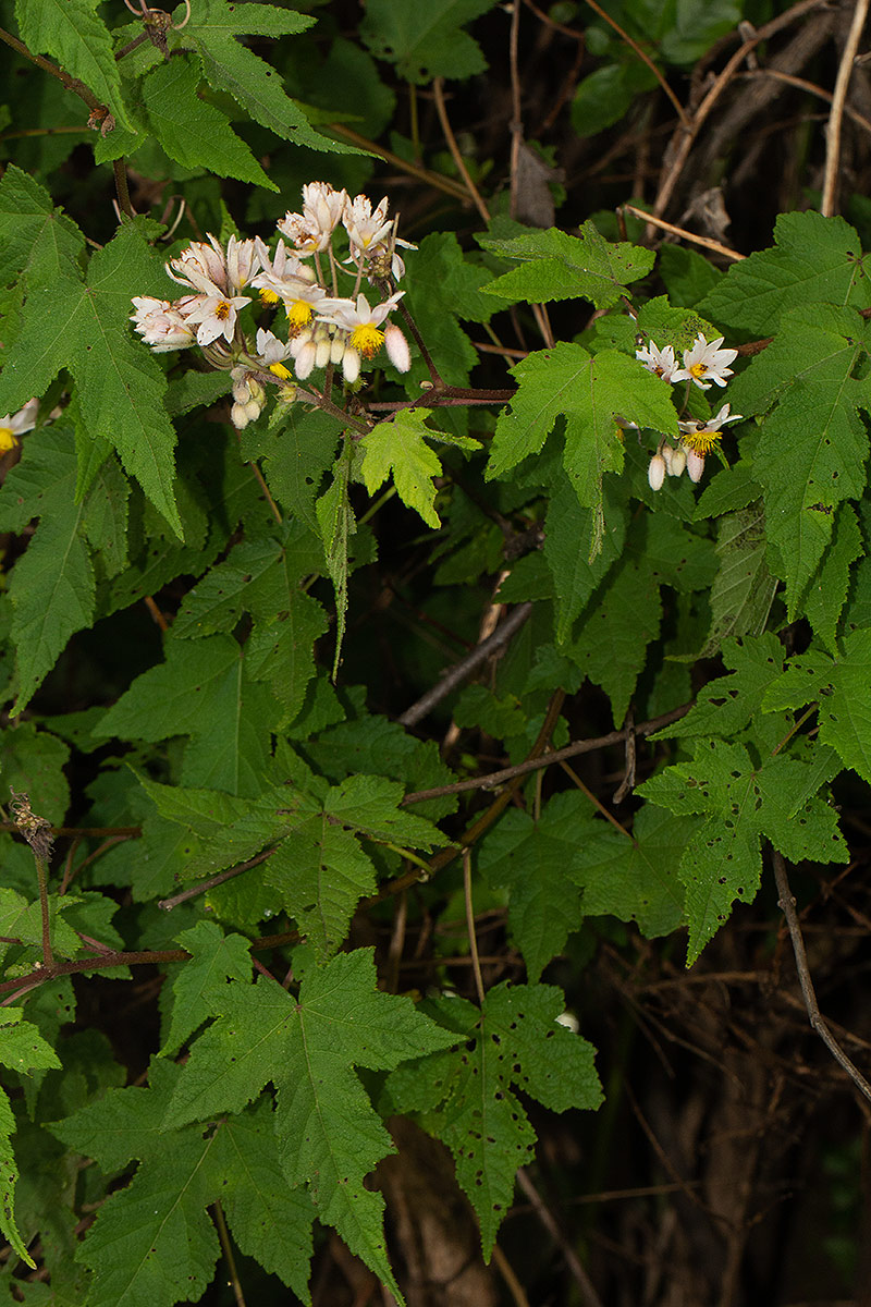 Sparrmannia ricinocarpa