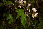 Sparrmannia ricinocarpa