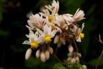 Sparrmannia ricinocarpa