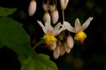 Sparrmannia ricinocarpa