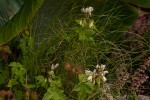 Sparrmannia ricinocarpa