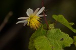 Sparrmannia ricinocarpa