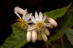 Sparrmannia ricinocarpa