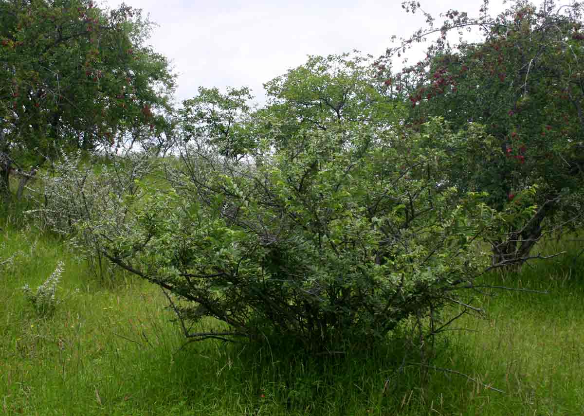 Grewia bicolor