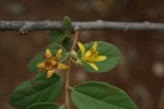 Grewia bicolor