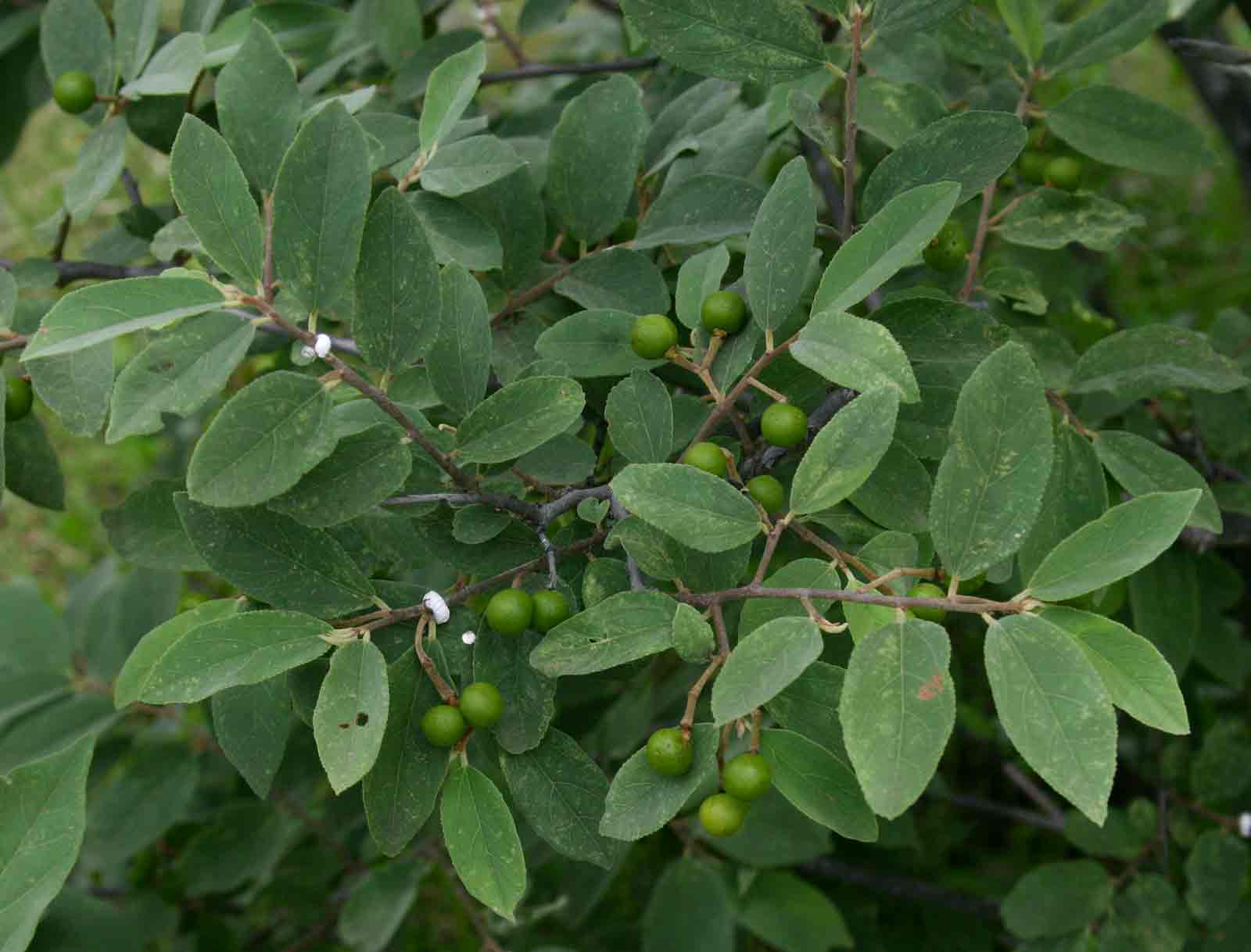 Grewia bicolor