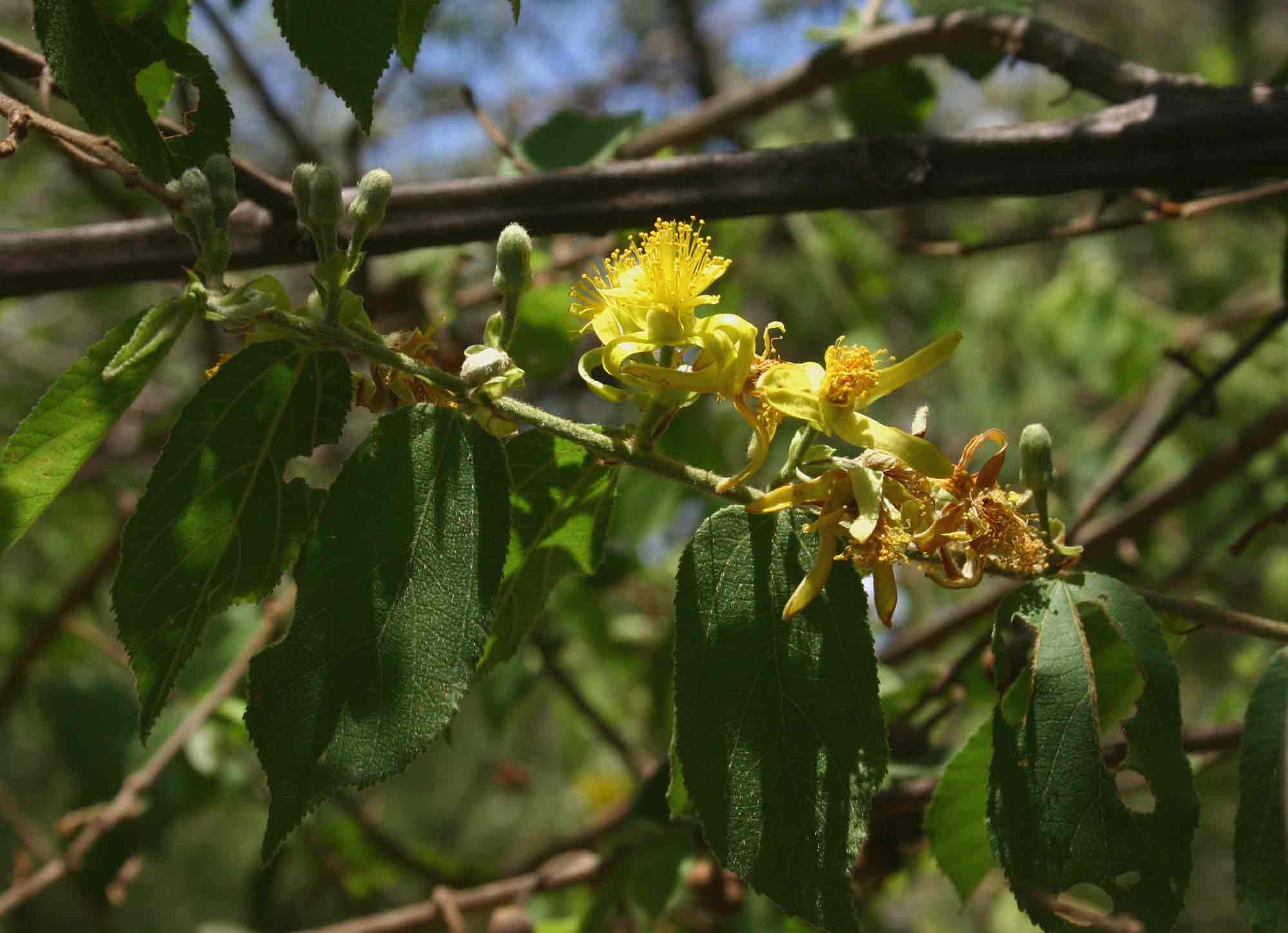 Grewia flavescens var. flavescens Grewia flavescens var. flavescens