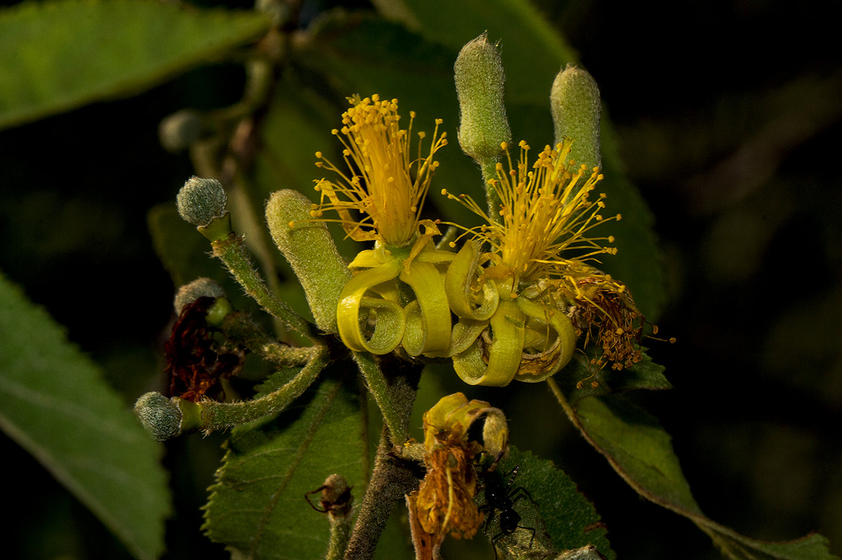 Grewia flavescens var. flavescens Grewia flavescens var. flavescens