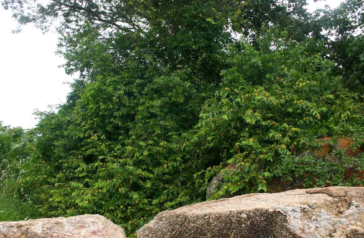Grewia flavescens var. flavescens Grewia flavescens var. flavescens