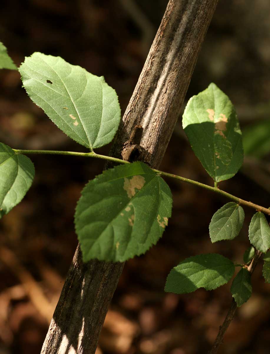 Grewia flavescens var. flavescens Grewia flavescens var. flavescens