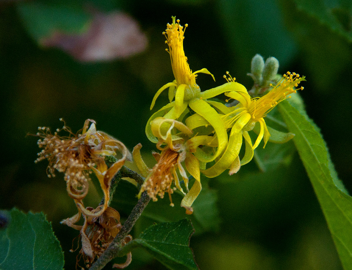 Grewia flavescens var. flavescens