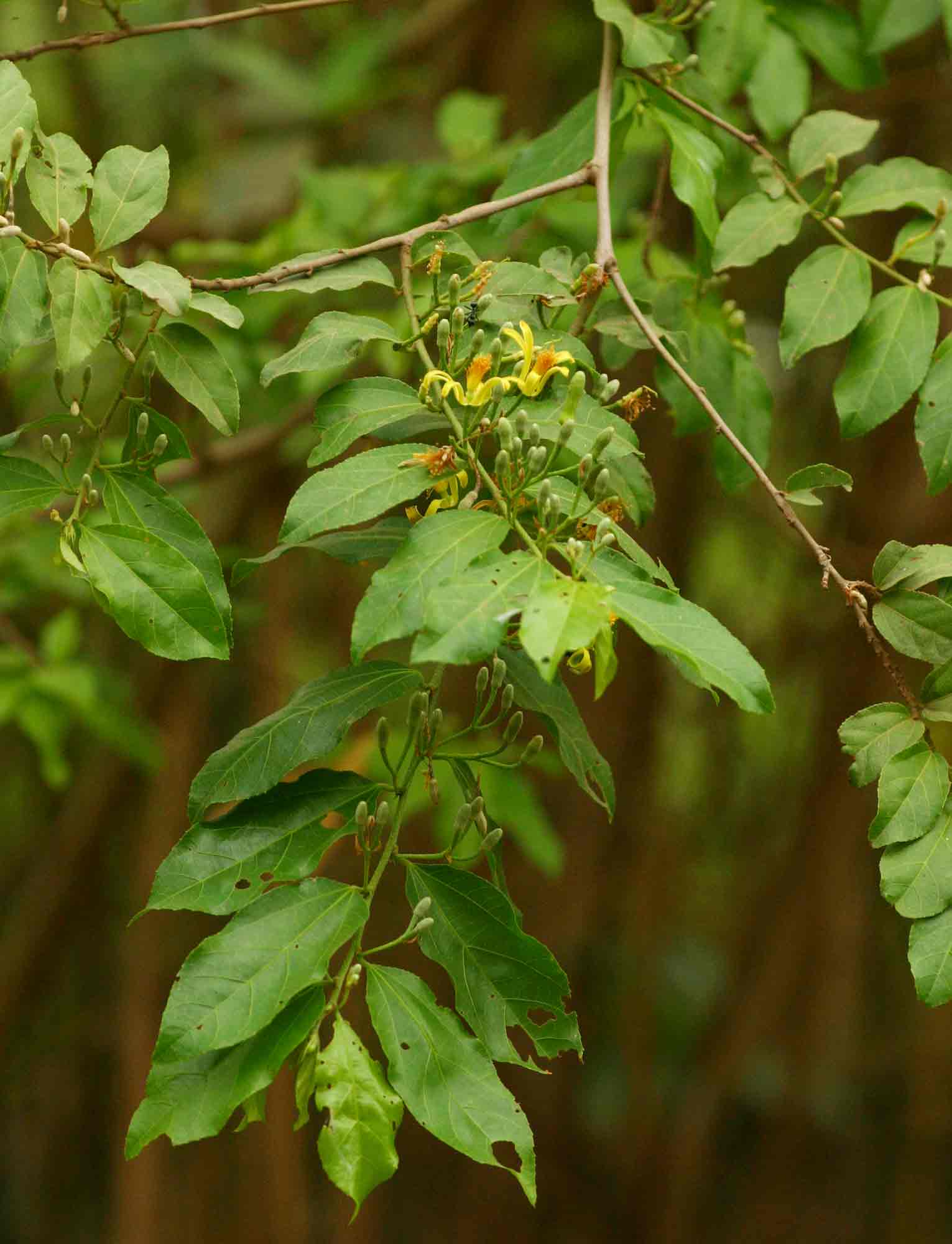 Grewia flavescens var. flavescens Grewia flavescens var. flavescens