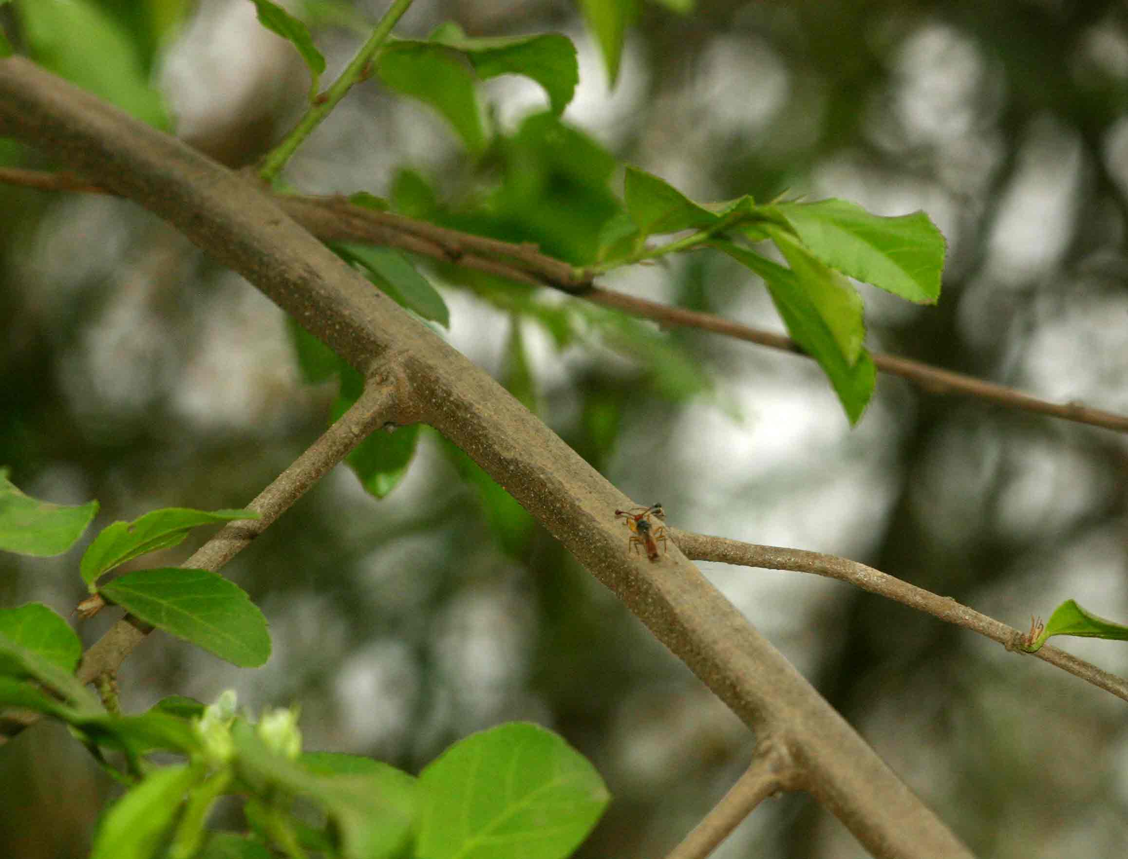 Grewia flavescens var. flavescens Grewia flavescens var. flavescens