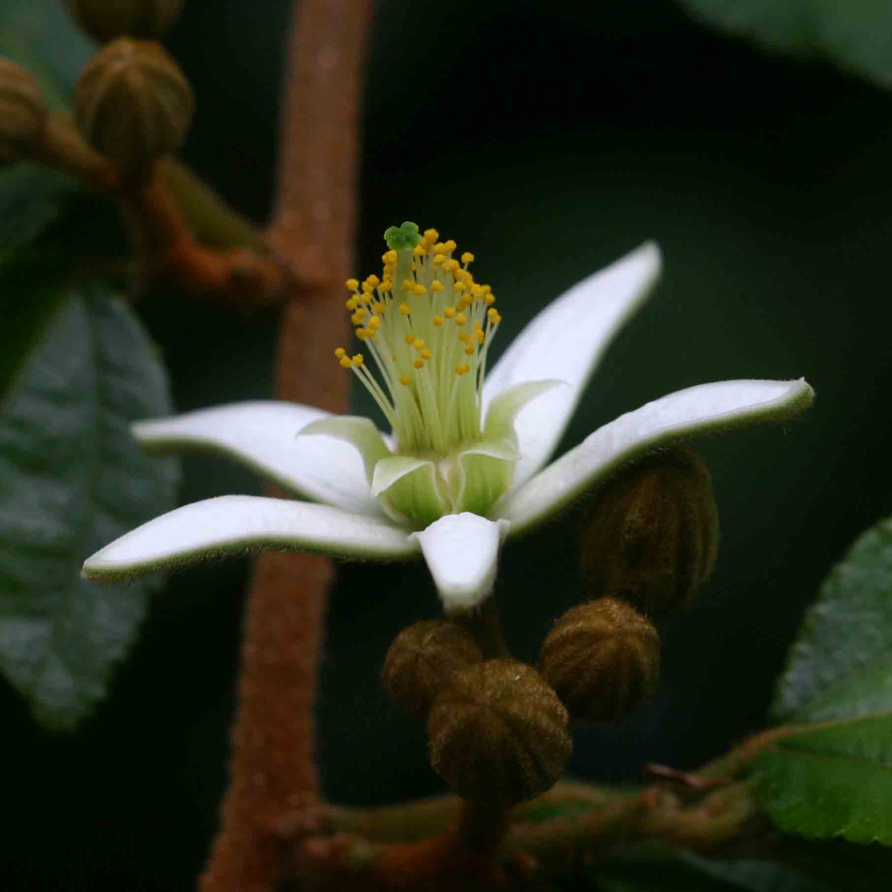 Grewia stolzii