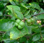 Grewia stolzii