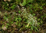 Triumfetta dekindtiana