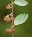 Triumfetta dekindtiana