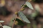 Triumfetta dekindtiana