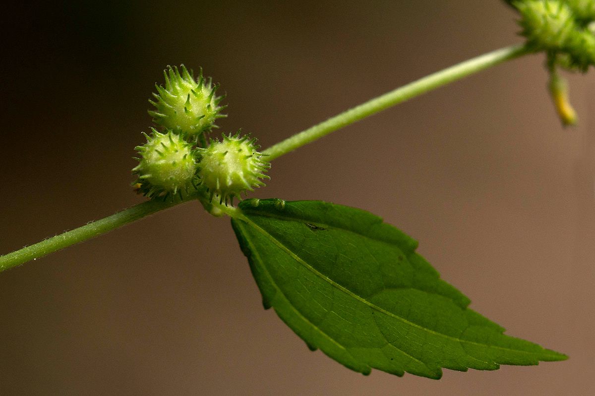 Triumfetta pentandra