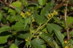 Triumfetta pentandra