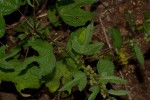 Triumfetta pentandra