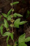 Triumfetta pentandra
