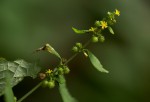 Triumfetta pentandra