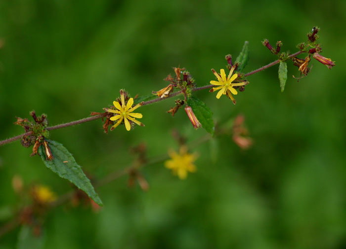 Triumfetta rhomboidea