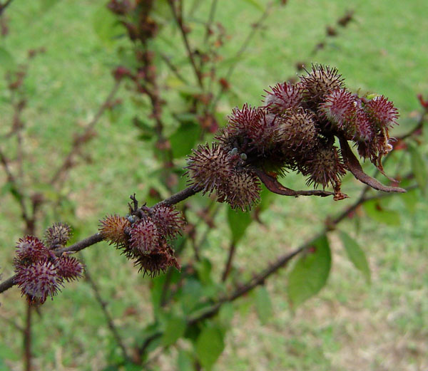 Triumfetta rhomboidea