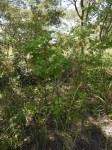 Triumfetta tomentosa