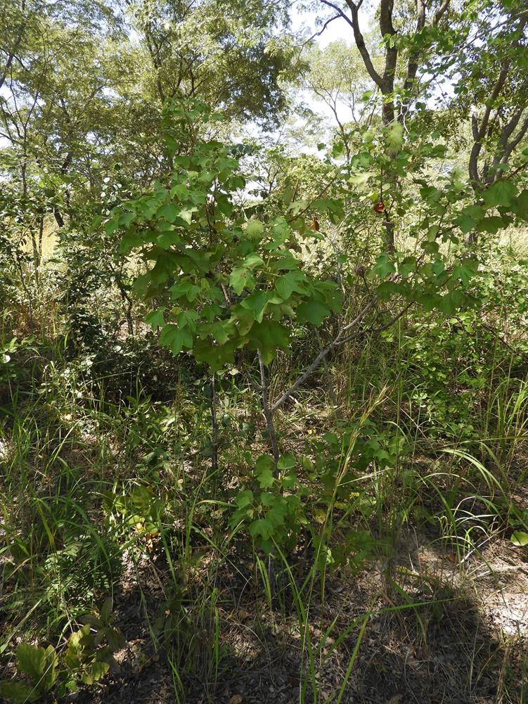 Triumfetta tomentosa