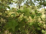 Triumfetta tomentosa